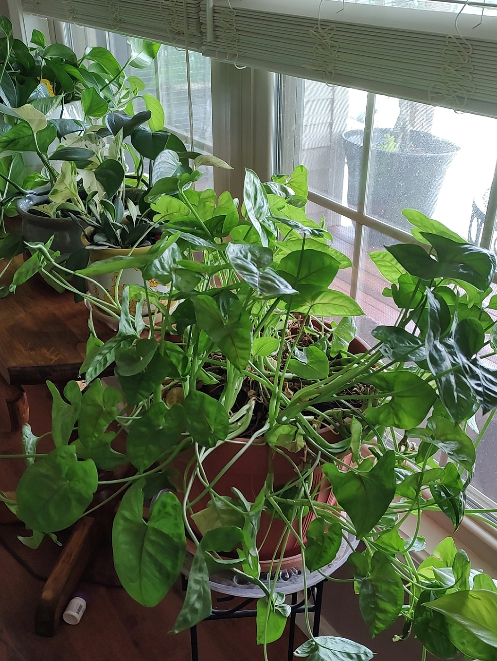 Syngonium Plant Start - Picture 2 of 2